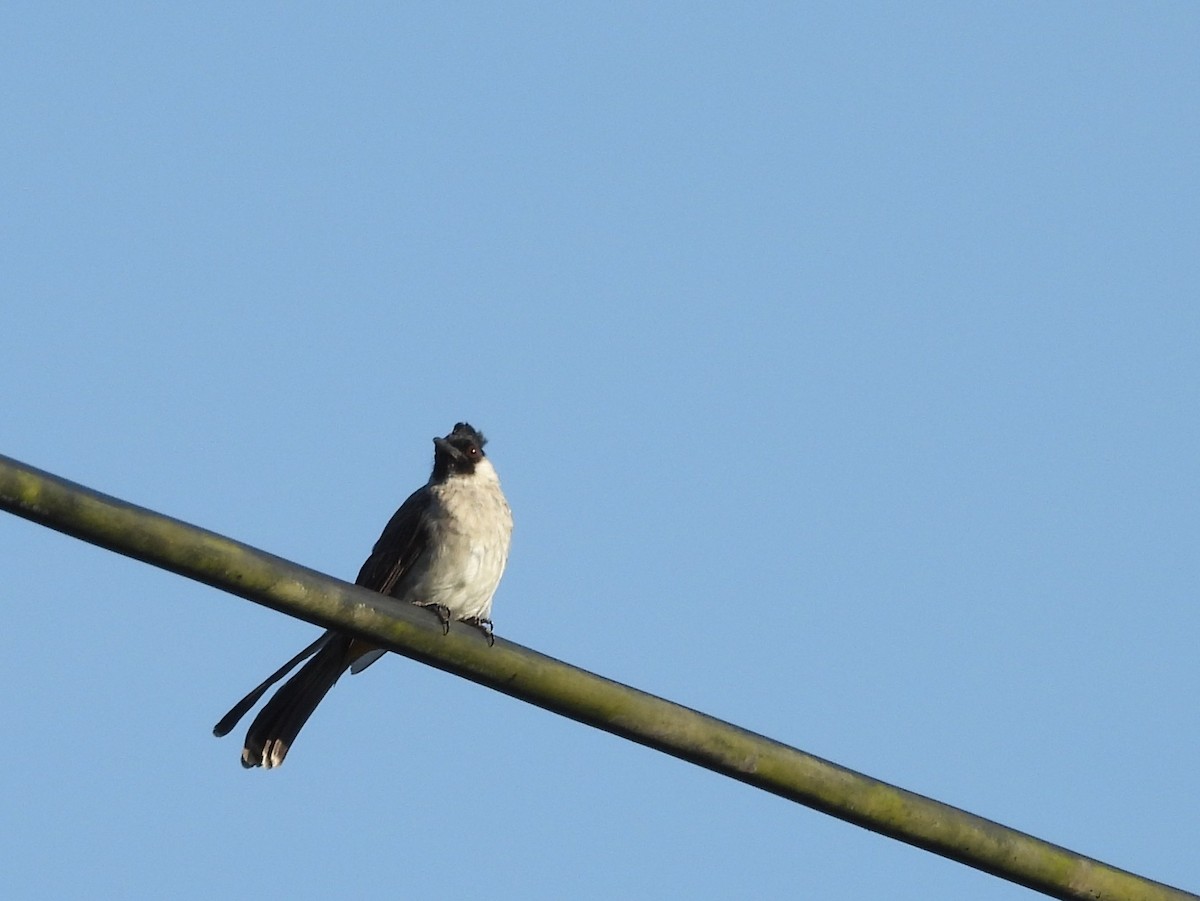 Sooty-headed Bulbul - ML642096632