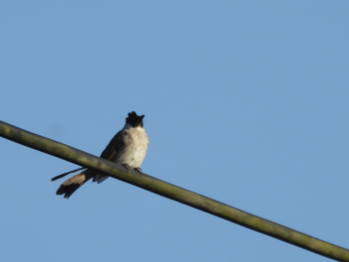 Sooty-headed Bulbul - ML642096633