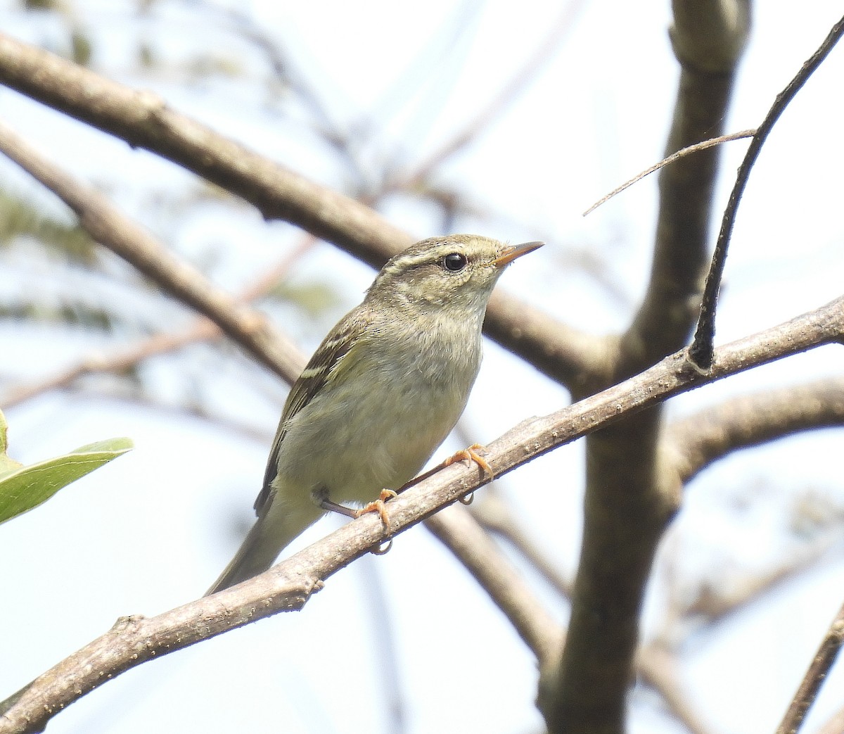 Yellow-browed Warbler - ML642096651