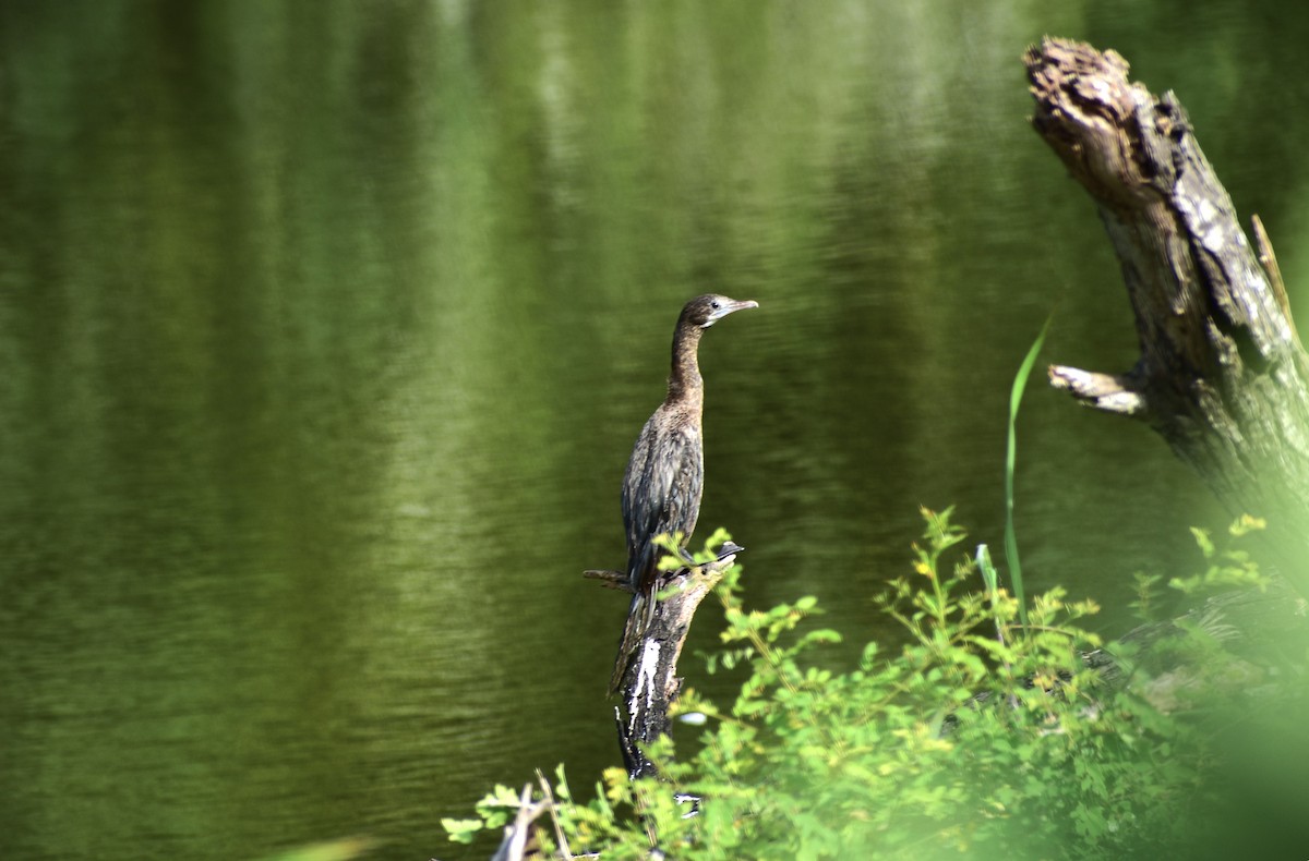 Indian Cormorant - ML642096654