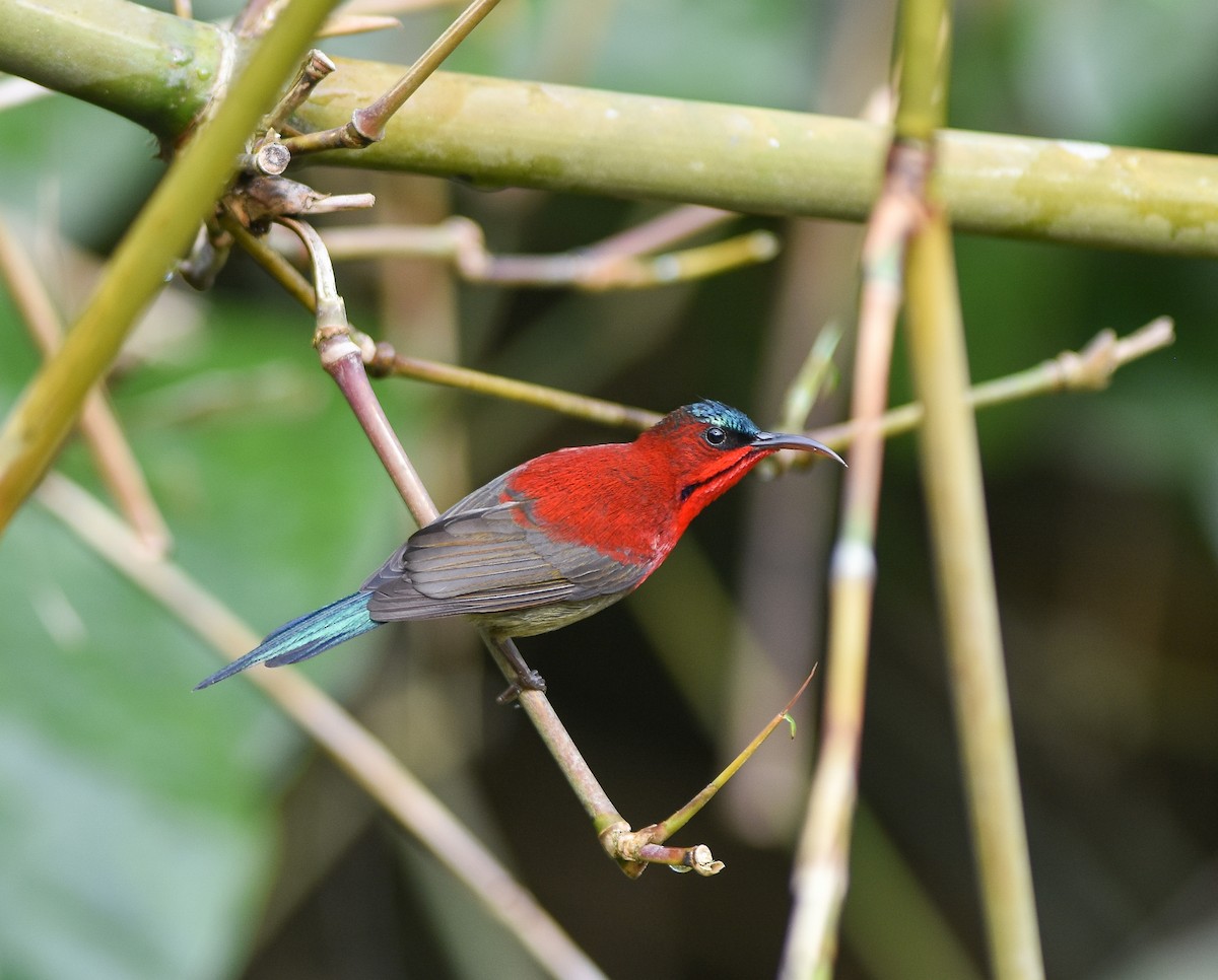 Karmesinnektarvogel - ML642096659