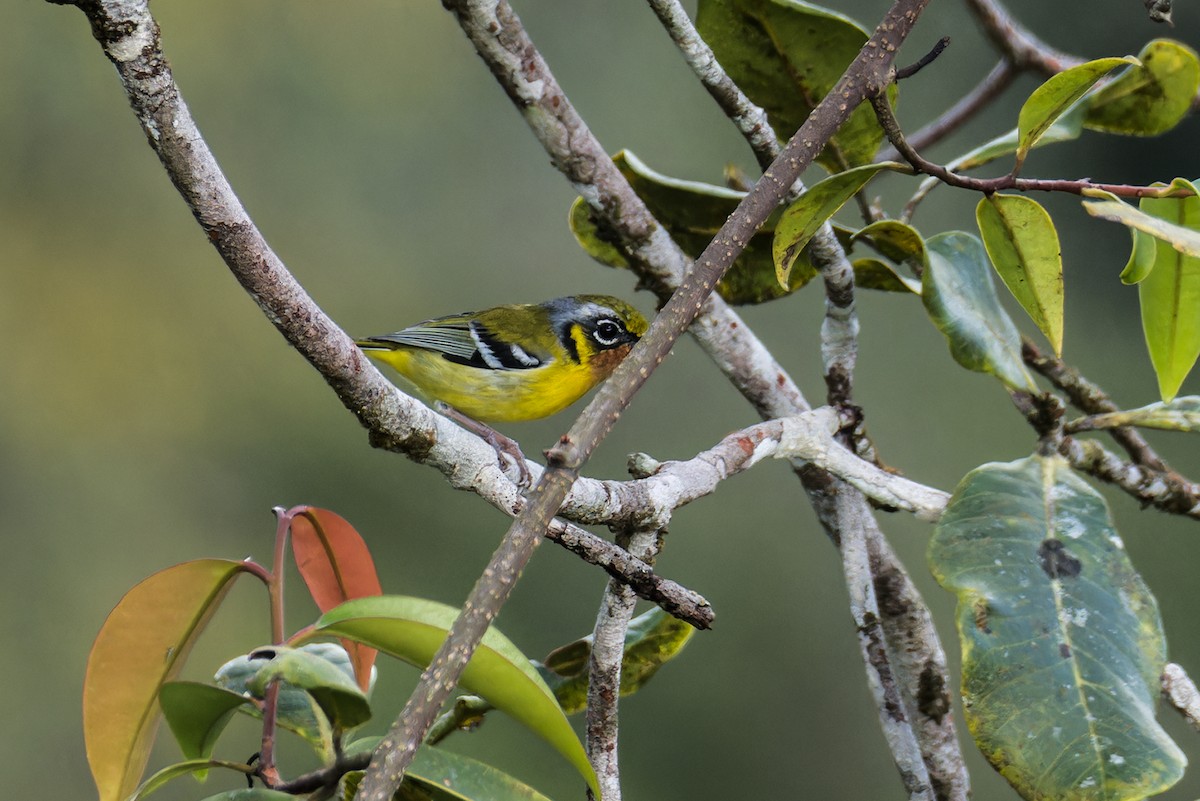 Black-eared Shrike-Babbler - ML642096661