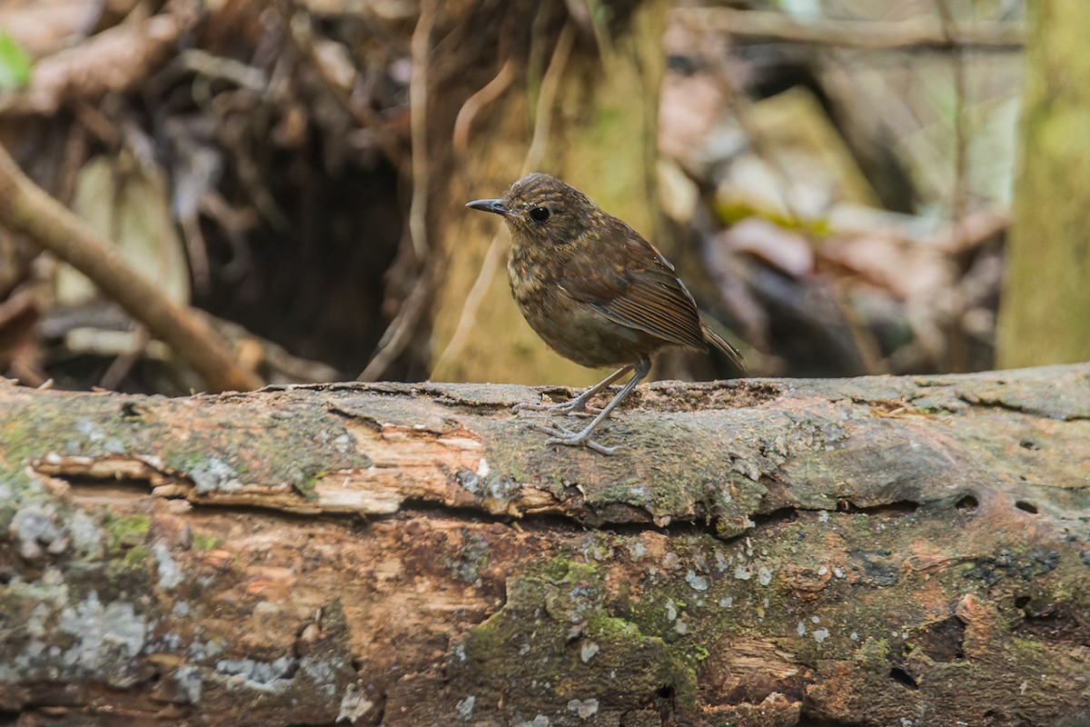 Lesser Shortwing - ML642096672