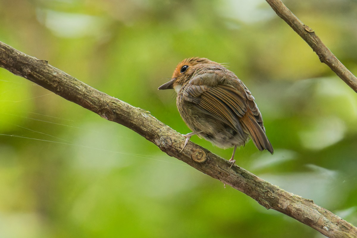 Rufous-browed Flycatcher - ML642096675