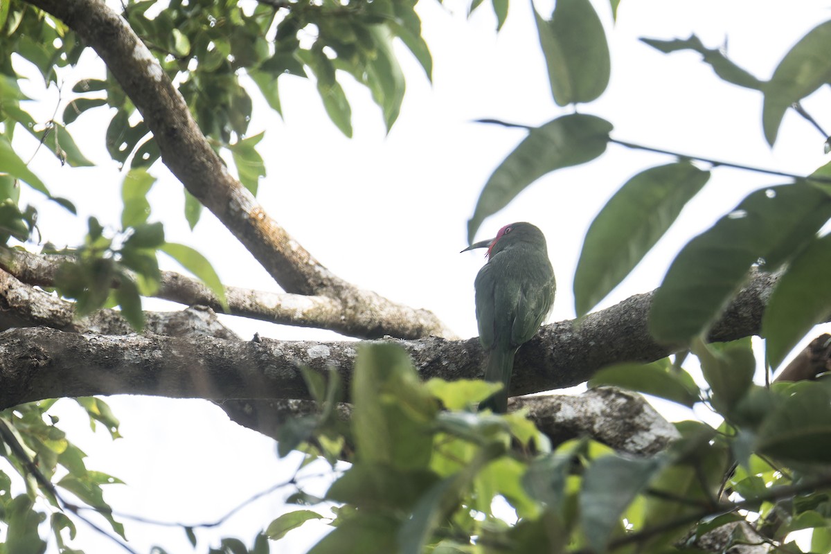 Red-bearded Bee-eater - ML642096686