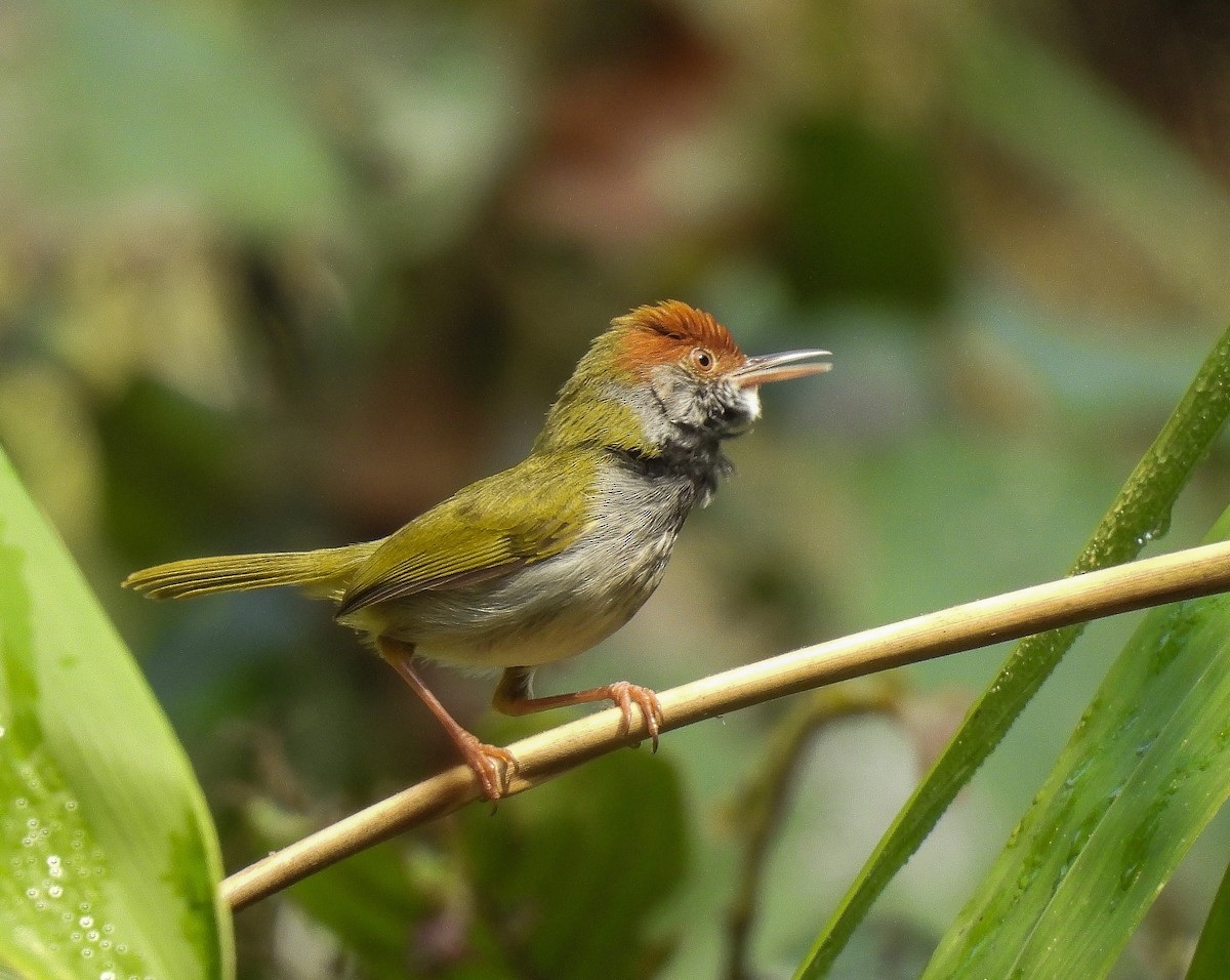 Dunkelkehl-Schneidervogel - ML642096708