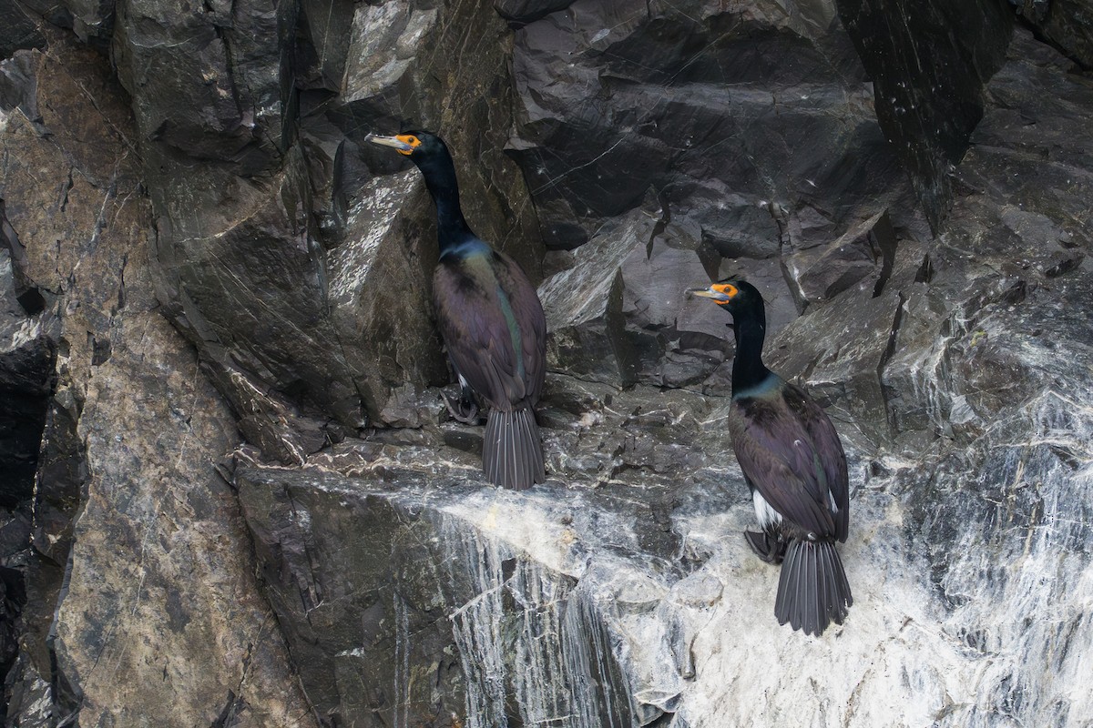 Cormoran à face rouge - ML642096734