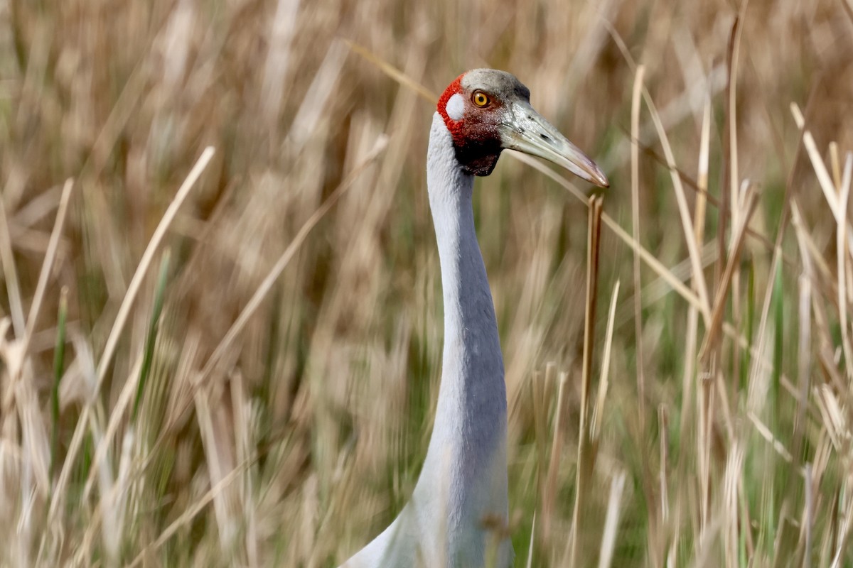 Brolga - ML642096746