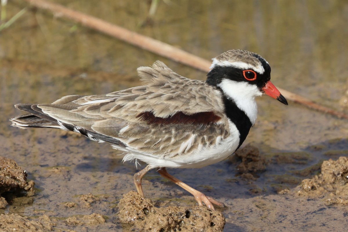 Black-fronted Dotterel - ML642096753