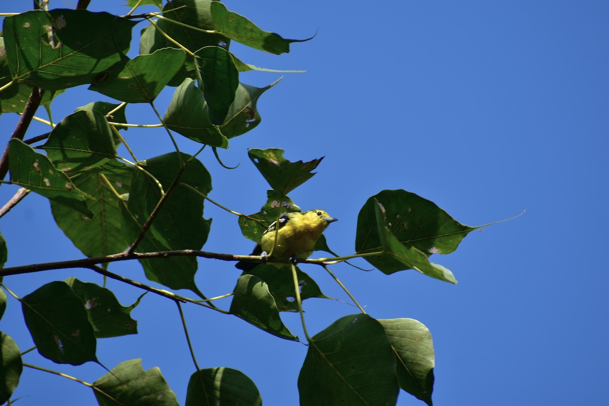 Garteniora - ML642096766