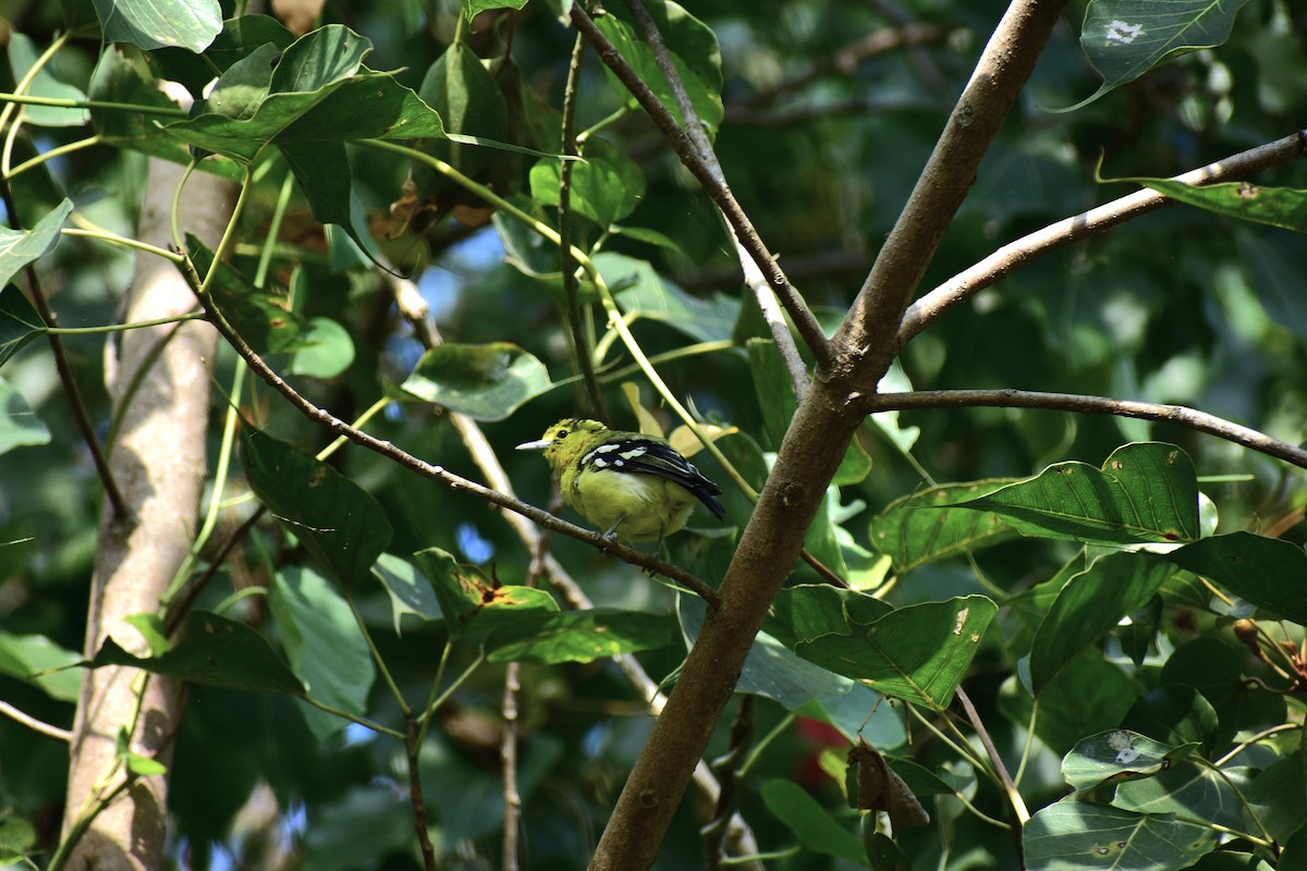 Garteniora - ML642096767