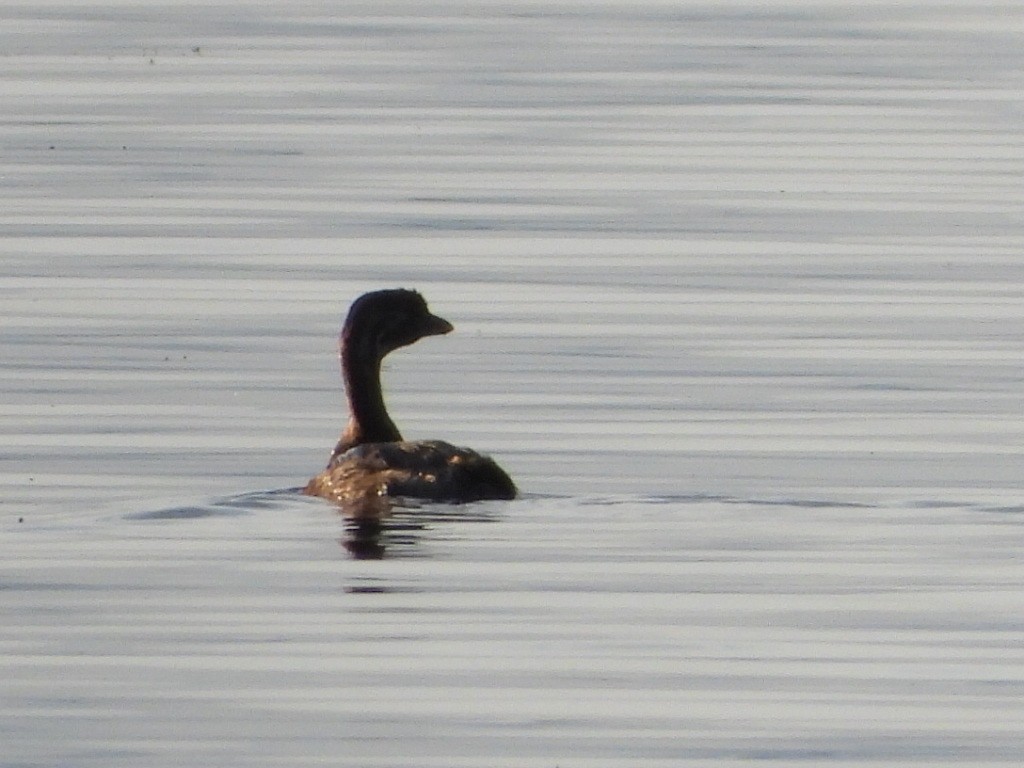 Pied-billed Grebe - ML642096773