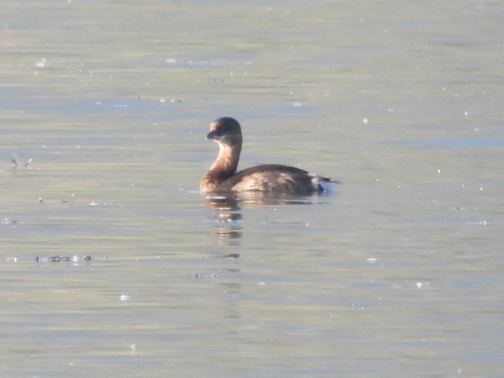 Pied-billed Grebe - ML642096774
