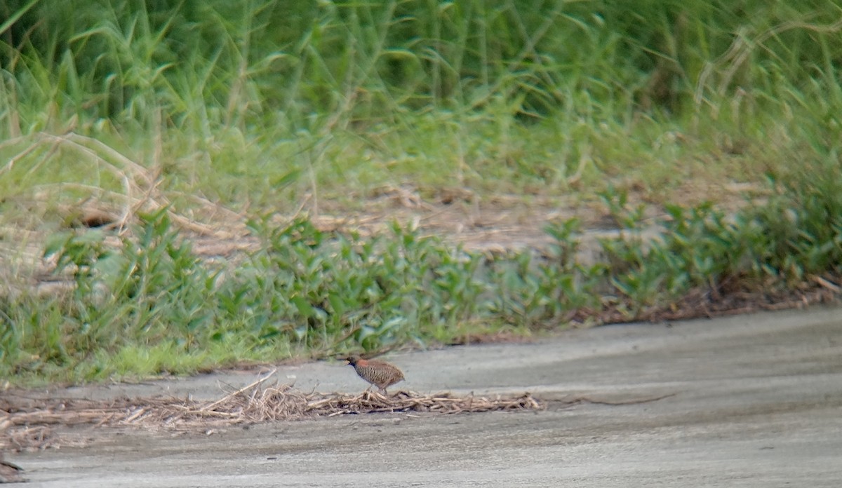 Spotted Buttonquail - ML642096800