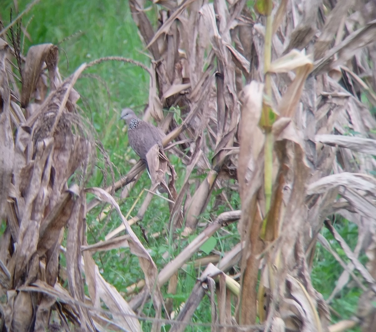 Spotted Dove - ML642096801