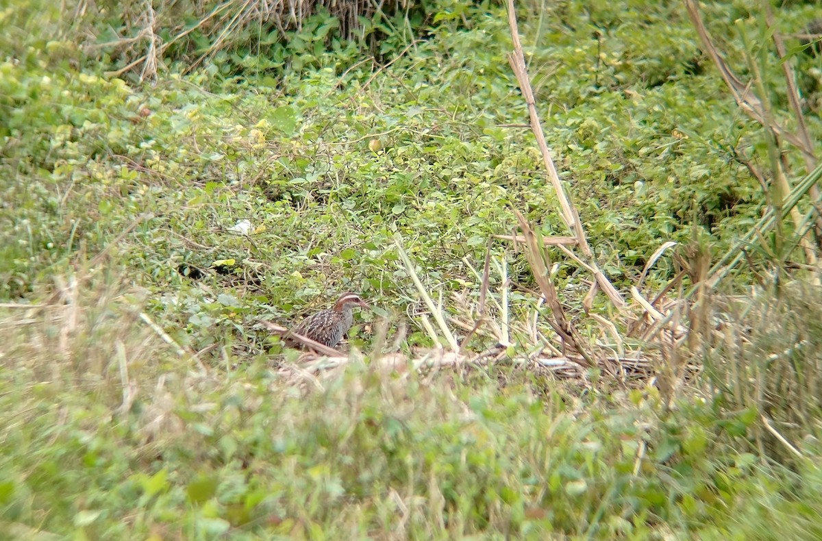 Buff-banded Rail - ML642096824