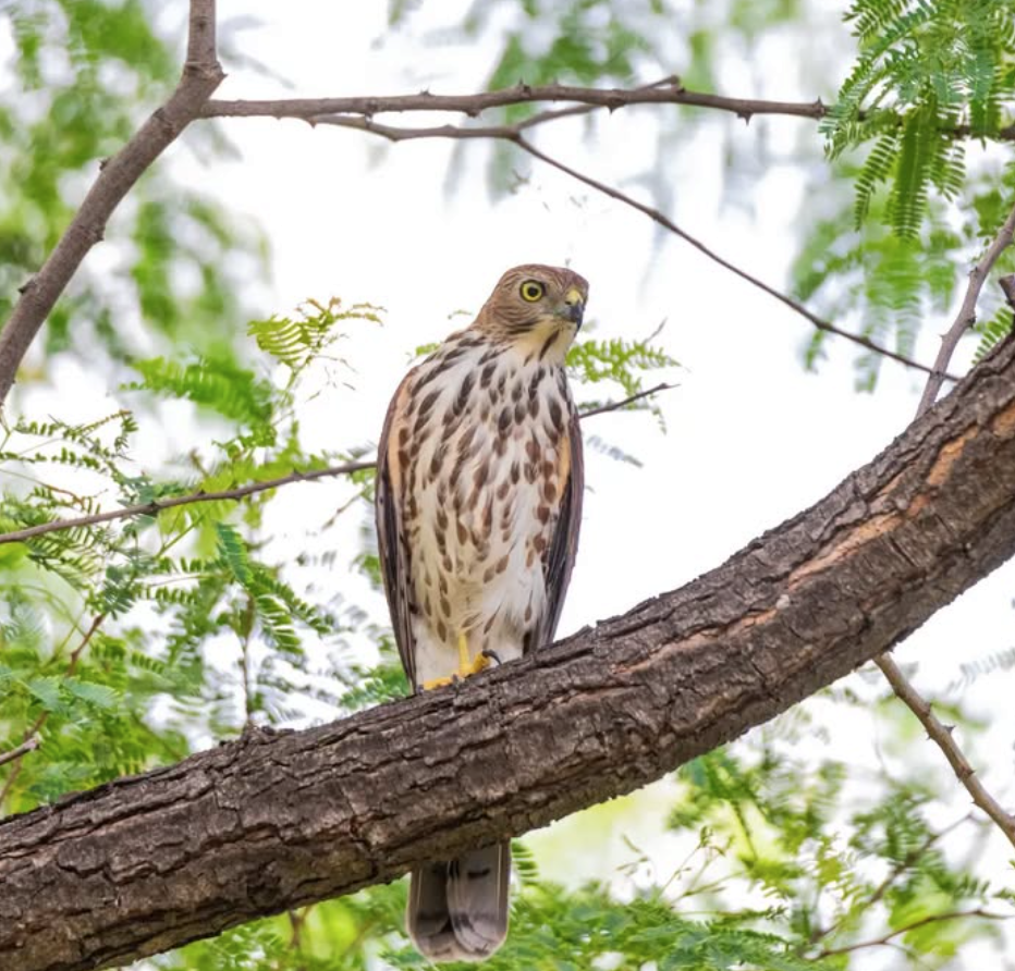 Shikra - ML642096827