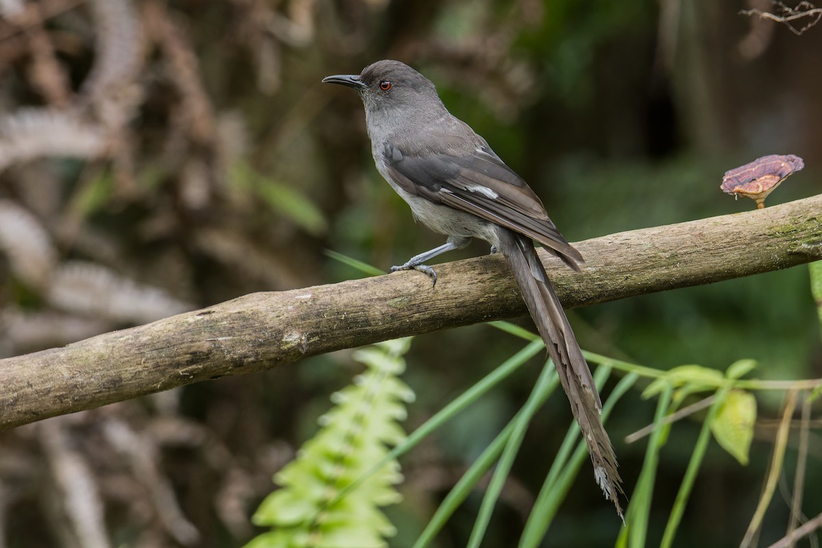 Long-tailed Sibia - ML642096835