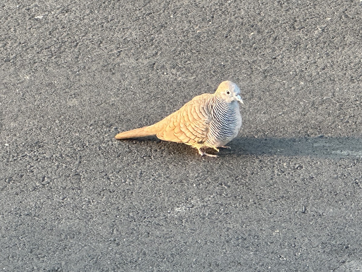 Zebra Dove - ML642096840