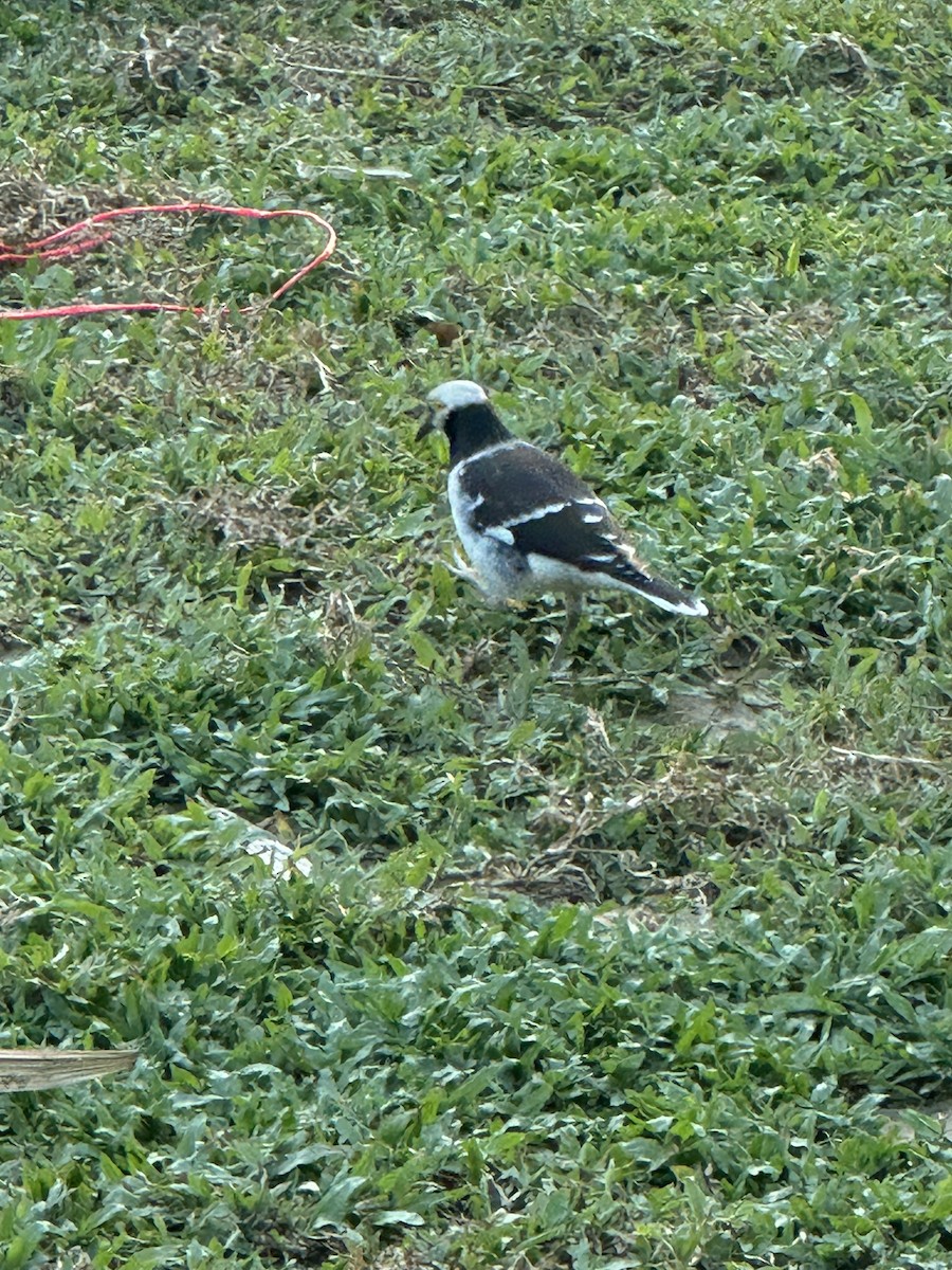 Black-collared Starling - ML642096844