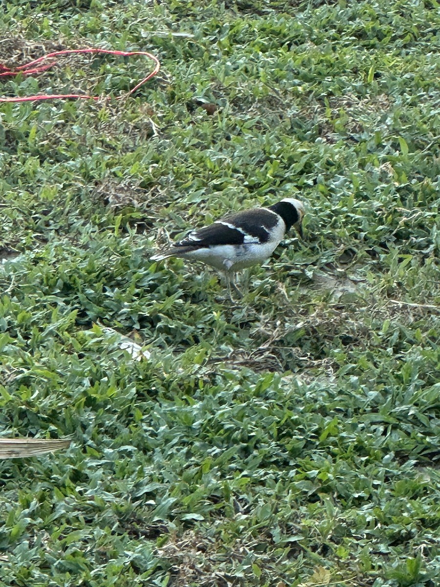 Black-collared Starling - ML642096845