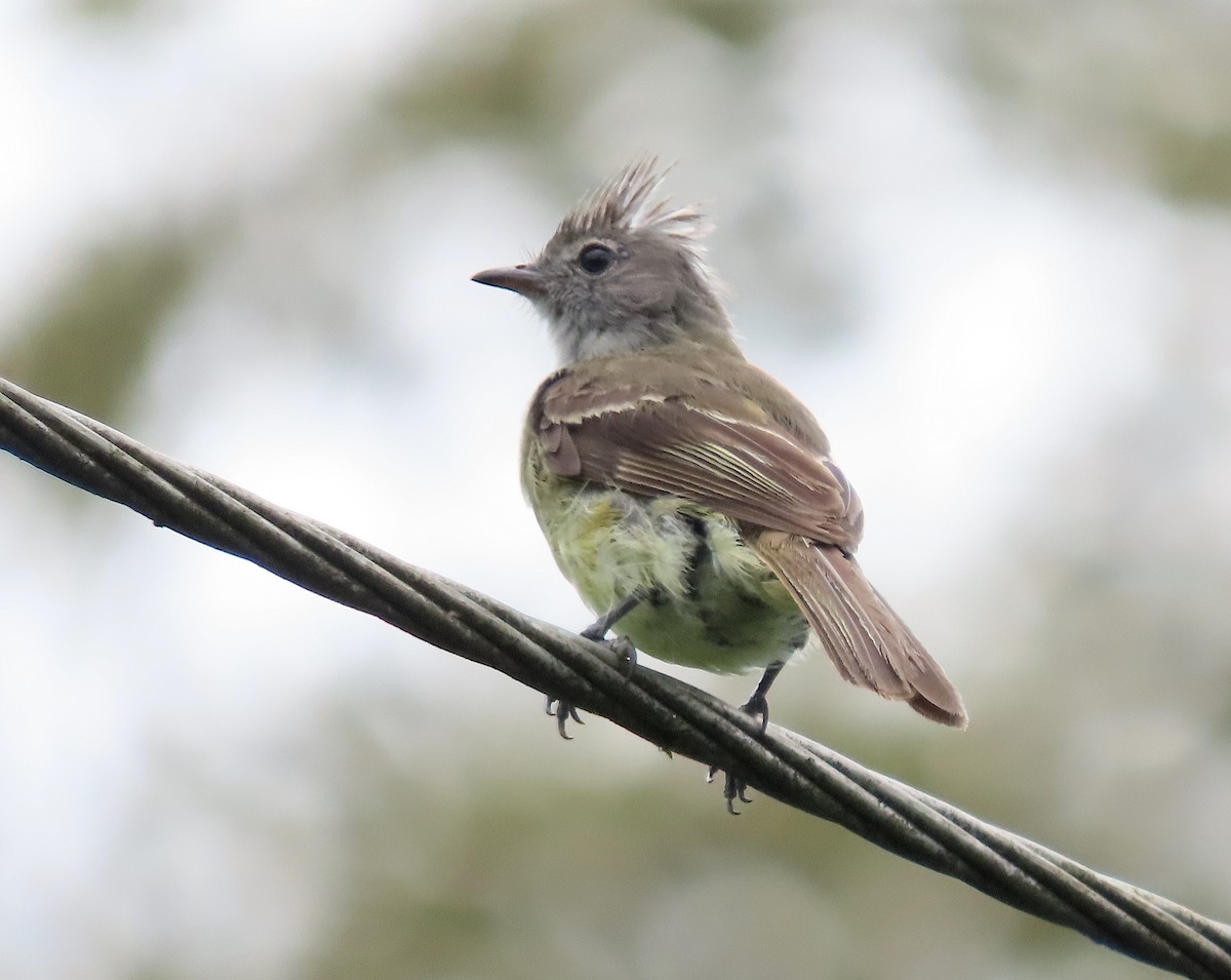 Yellow-bellied Elaenia - ML642096849