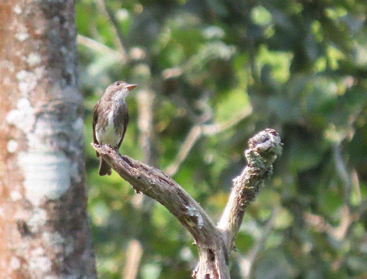 Olive-sided Flycatcher - ML642096854