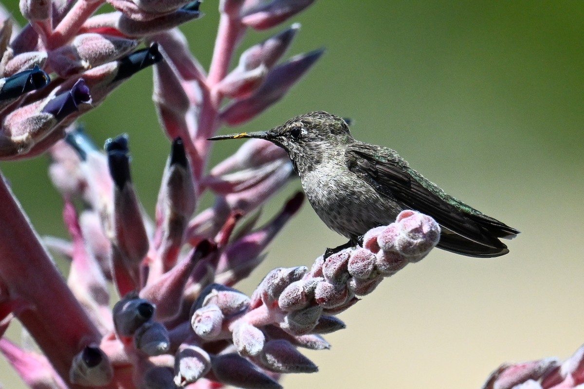 rødmaskekolibri - ML642096862
