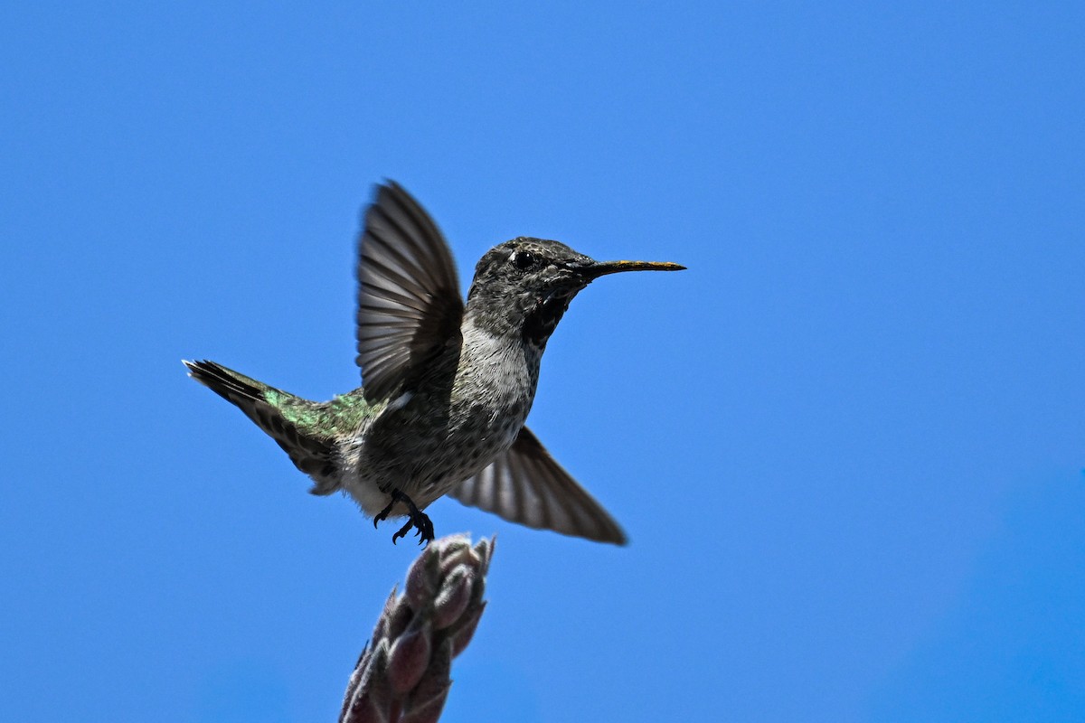 rødmaskekolibri - ML642096868