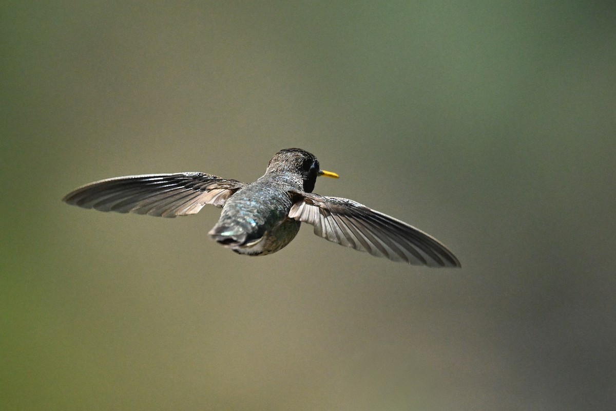 rødmaskekolibri - ML642096883