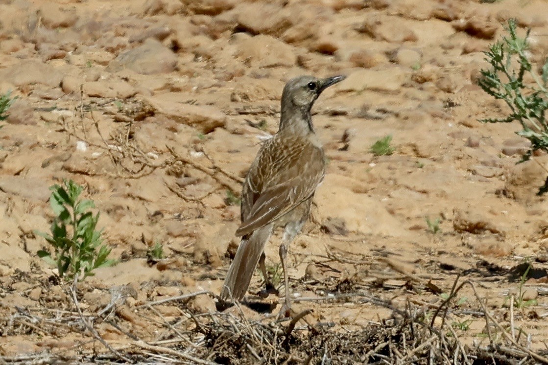 Brown Songlark - ML642096888