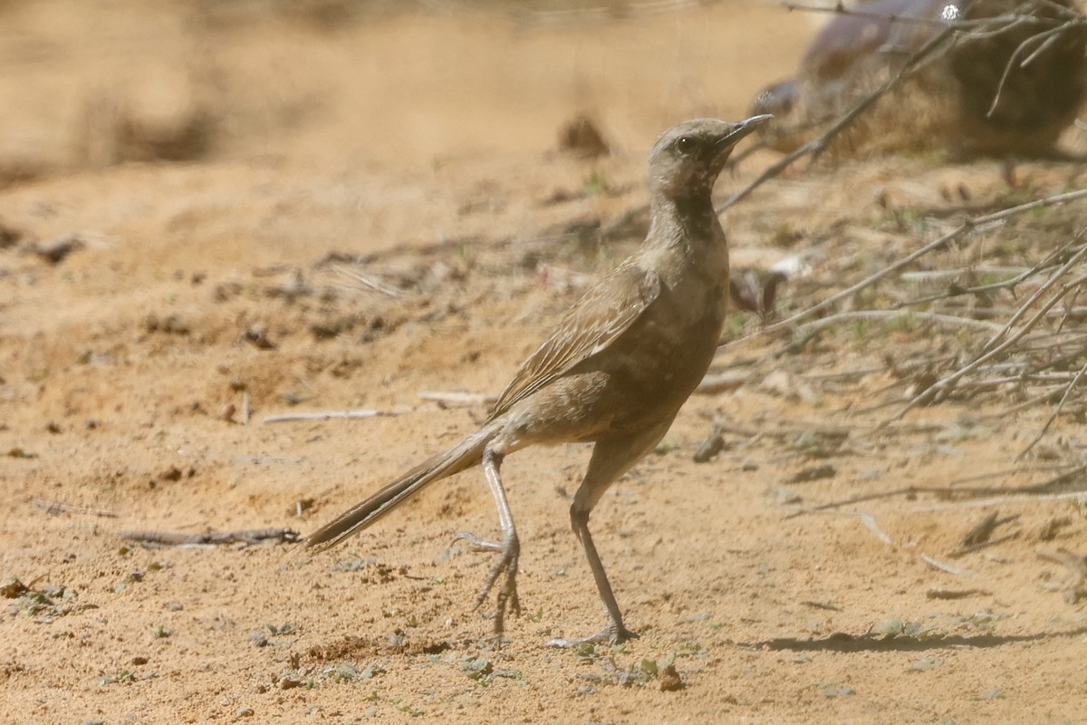 Brown Songlark - ML642096889
