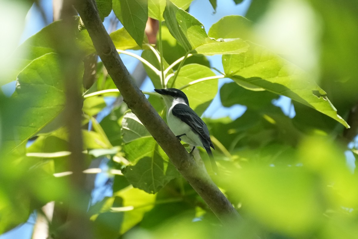サンショウクイ - ML642096891