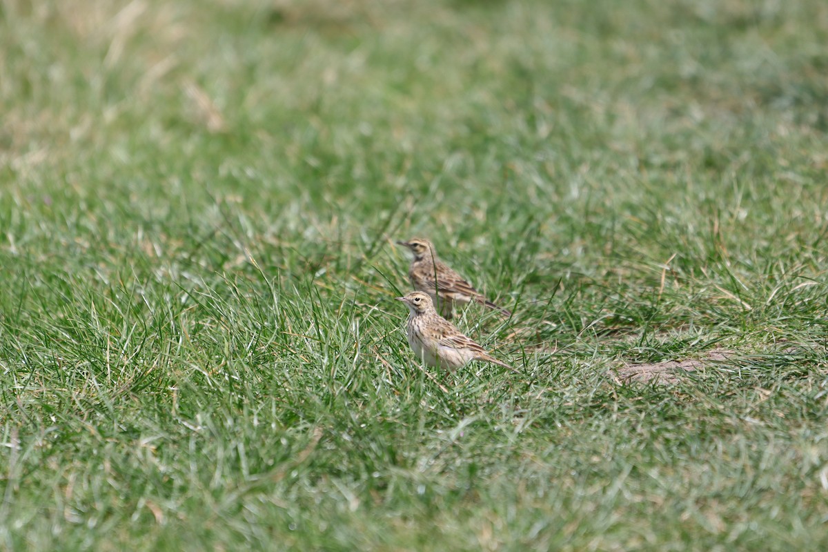 Australian Pipit - ML642096894