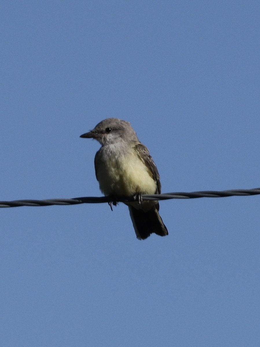 Western Kingbird - ML642096899