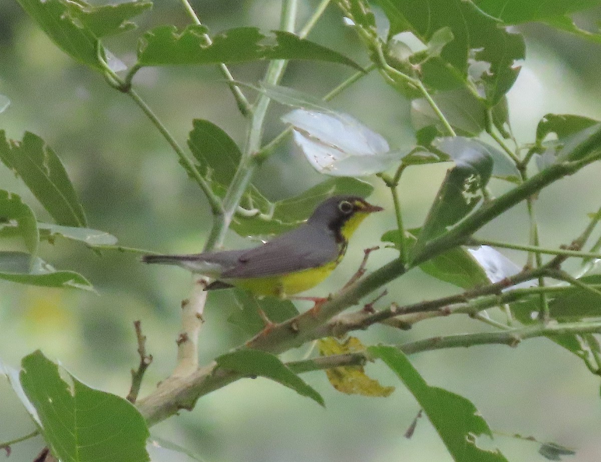 Canada Warbler - ML642096900