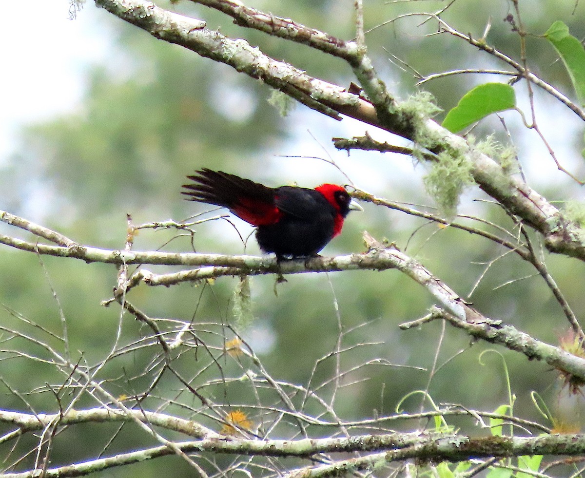 Crimson-collared Tanager - ML642096925
