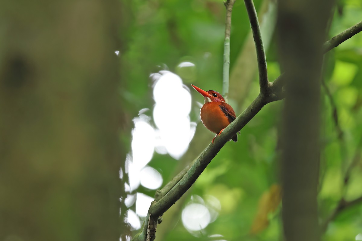Sulawesi Dwarf-Kingfisher - ML642096937