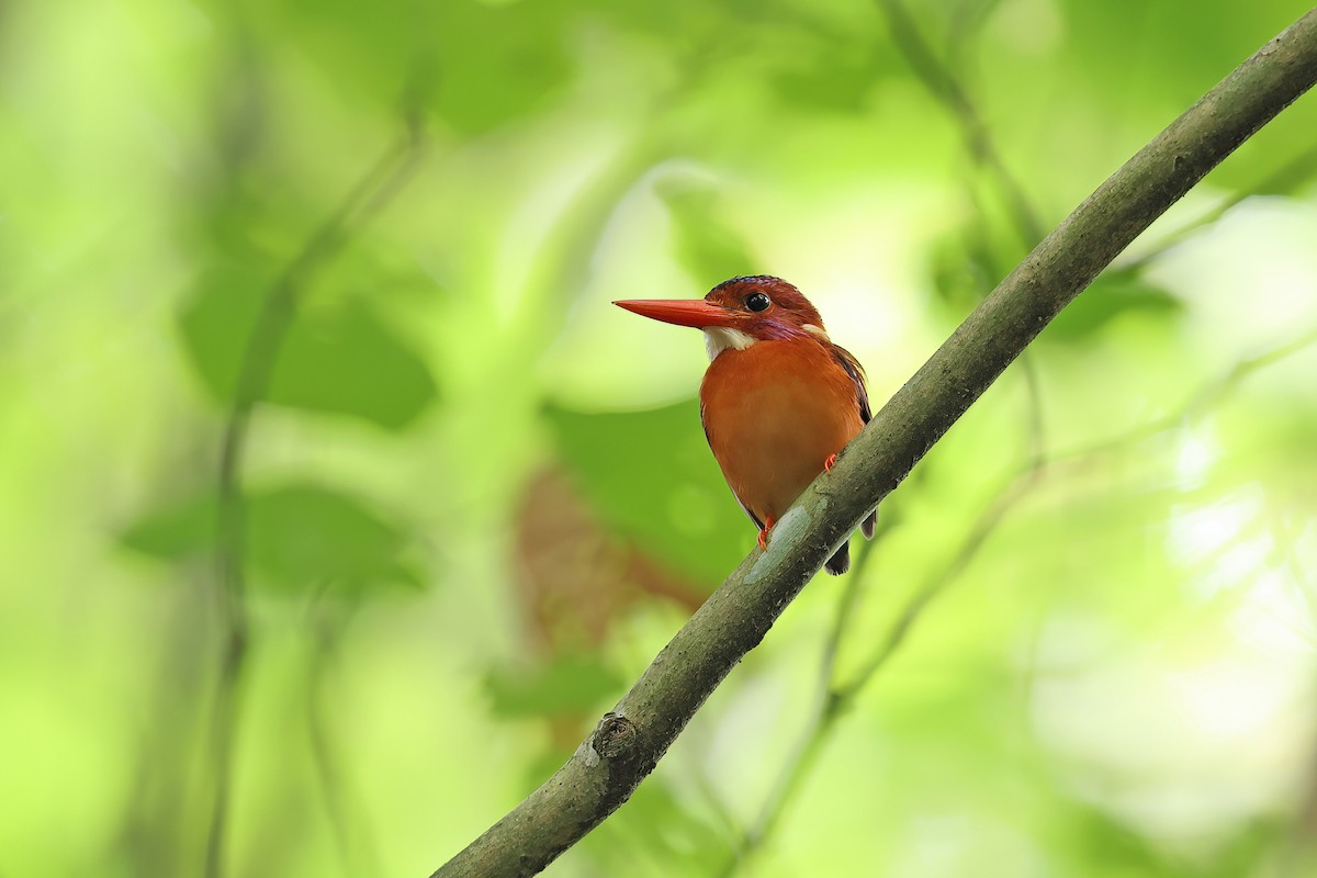 Sulawesi Dwarf-Kingfisher - ML642096938