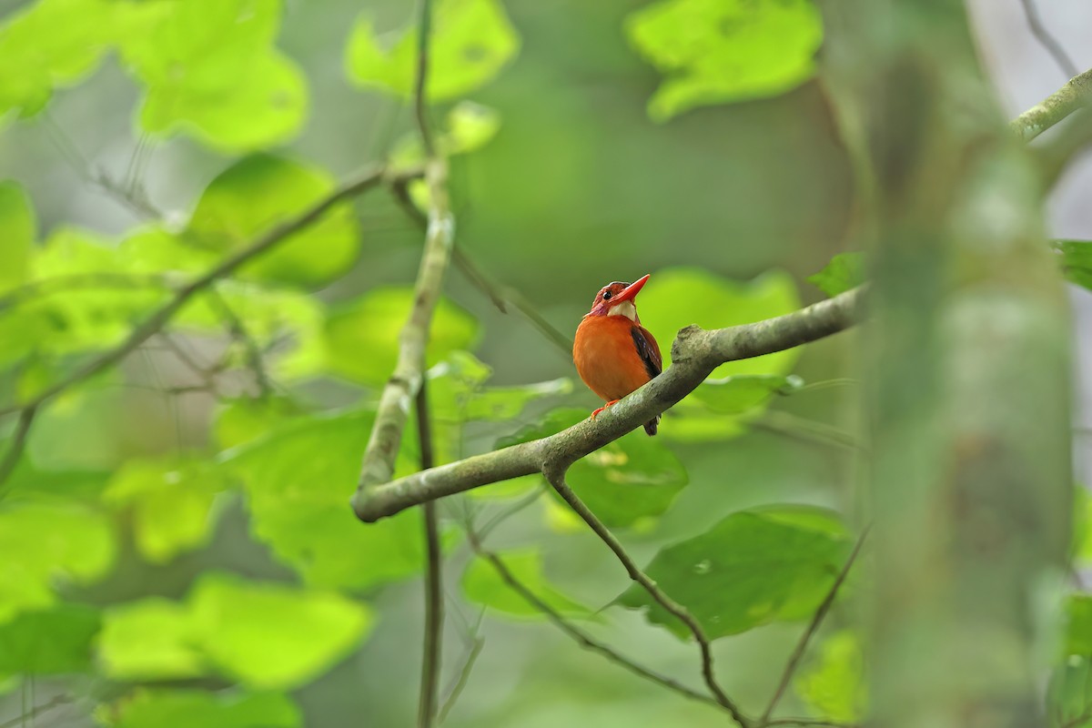Sulawesi Dwarf-Kingfisher - ML642096939