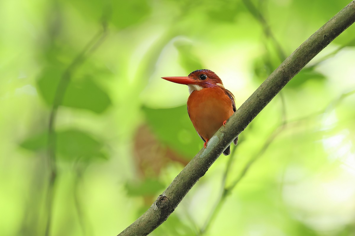 Sulawesi Dwarf-Kingfisher - ML642096940