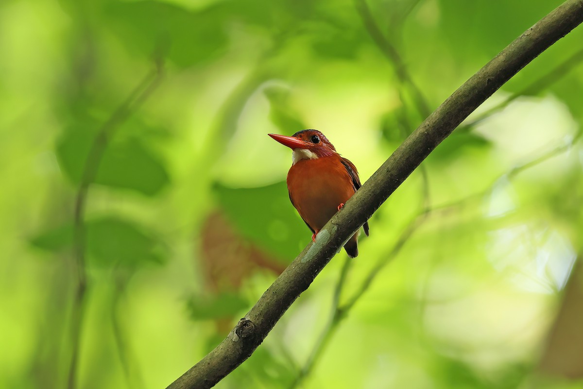Sulawesi Dwarf-Kingfisher - ML642096941