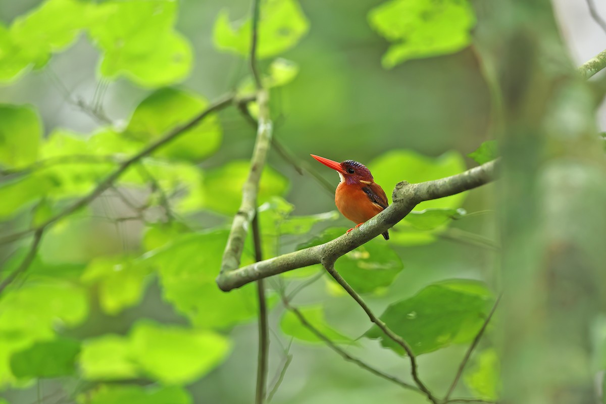 Sulawesi Dwarf-Kingfisher - ML642096942
