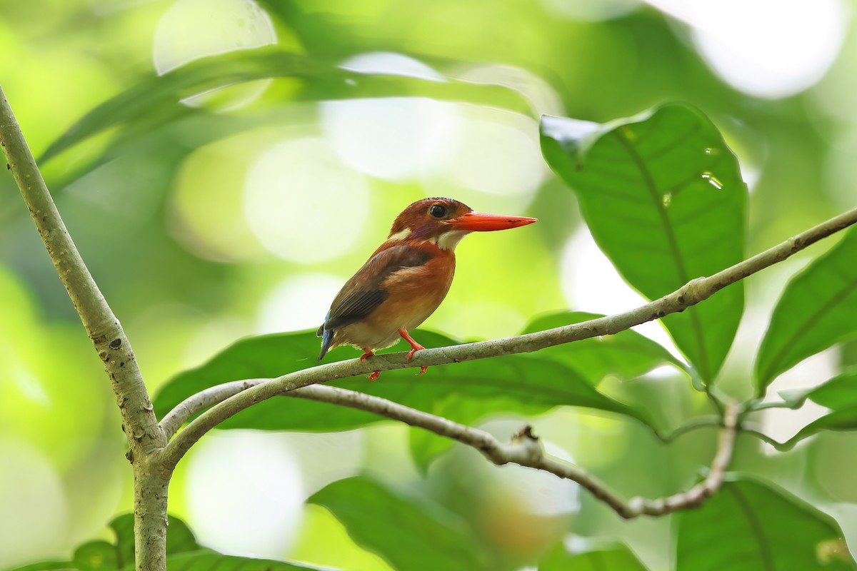 Sulawesi Dwarf-Kingfisher - ML642096945