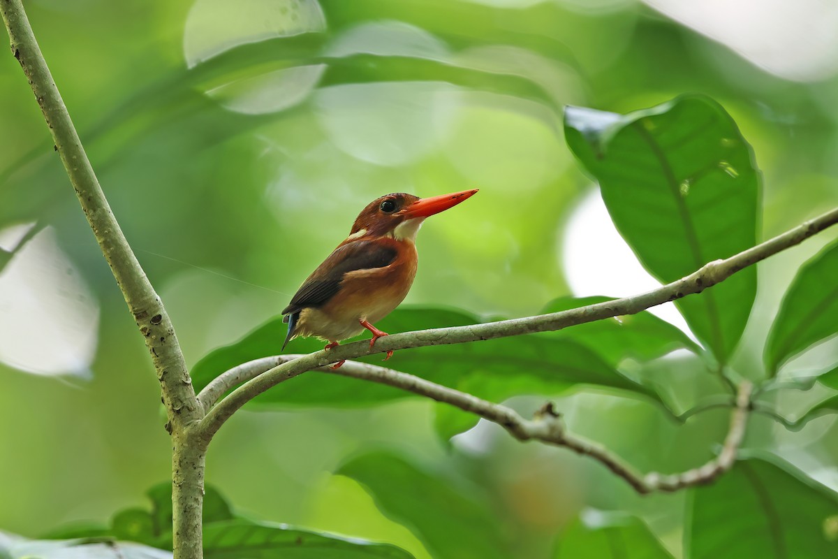 Sulawesi Dwarf-Kingfisher - ML642096946