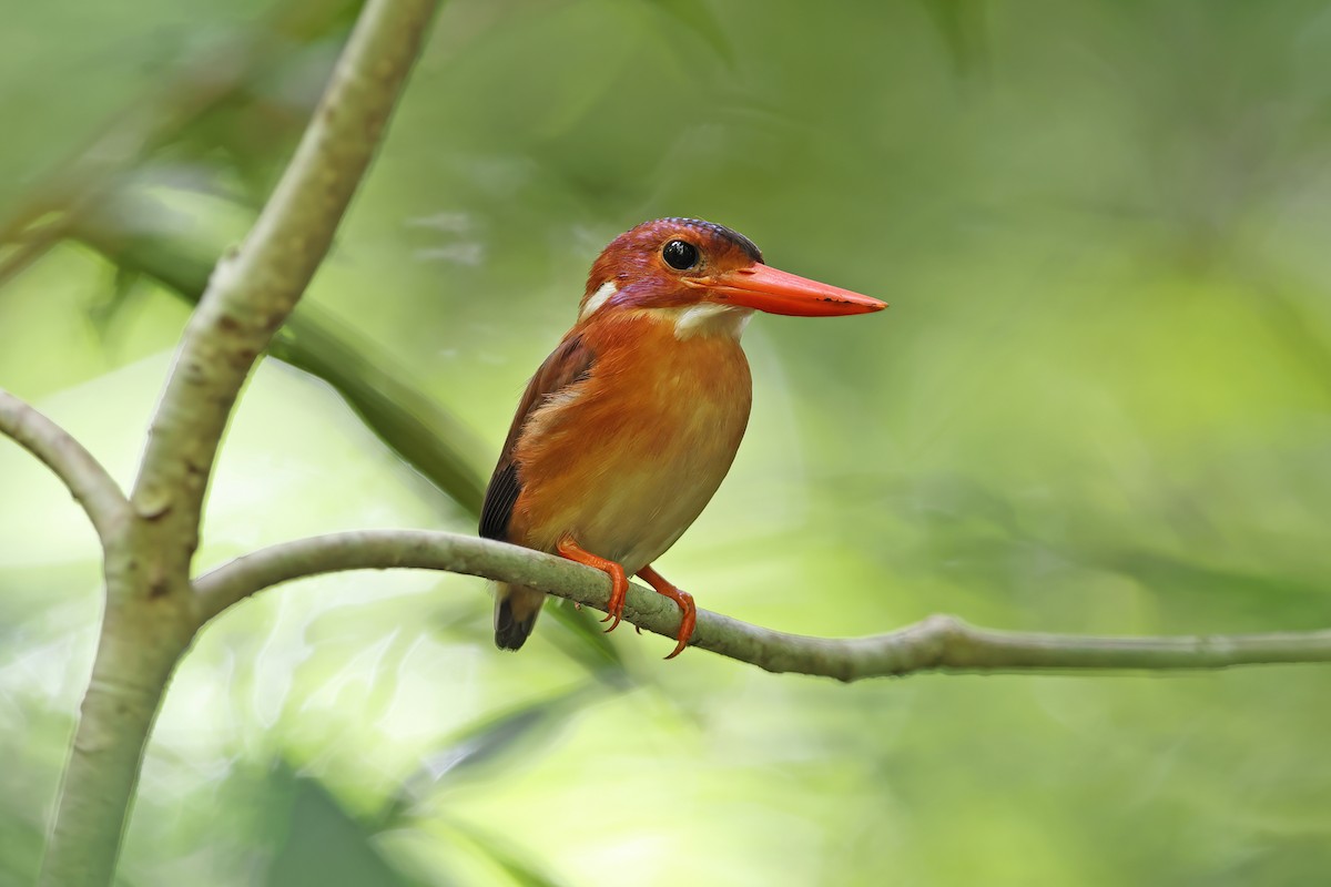 Sulawesi Dwarf-Kingfisher - ML642096947