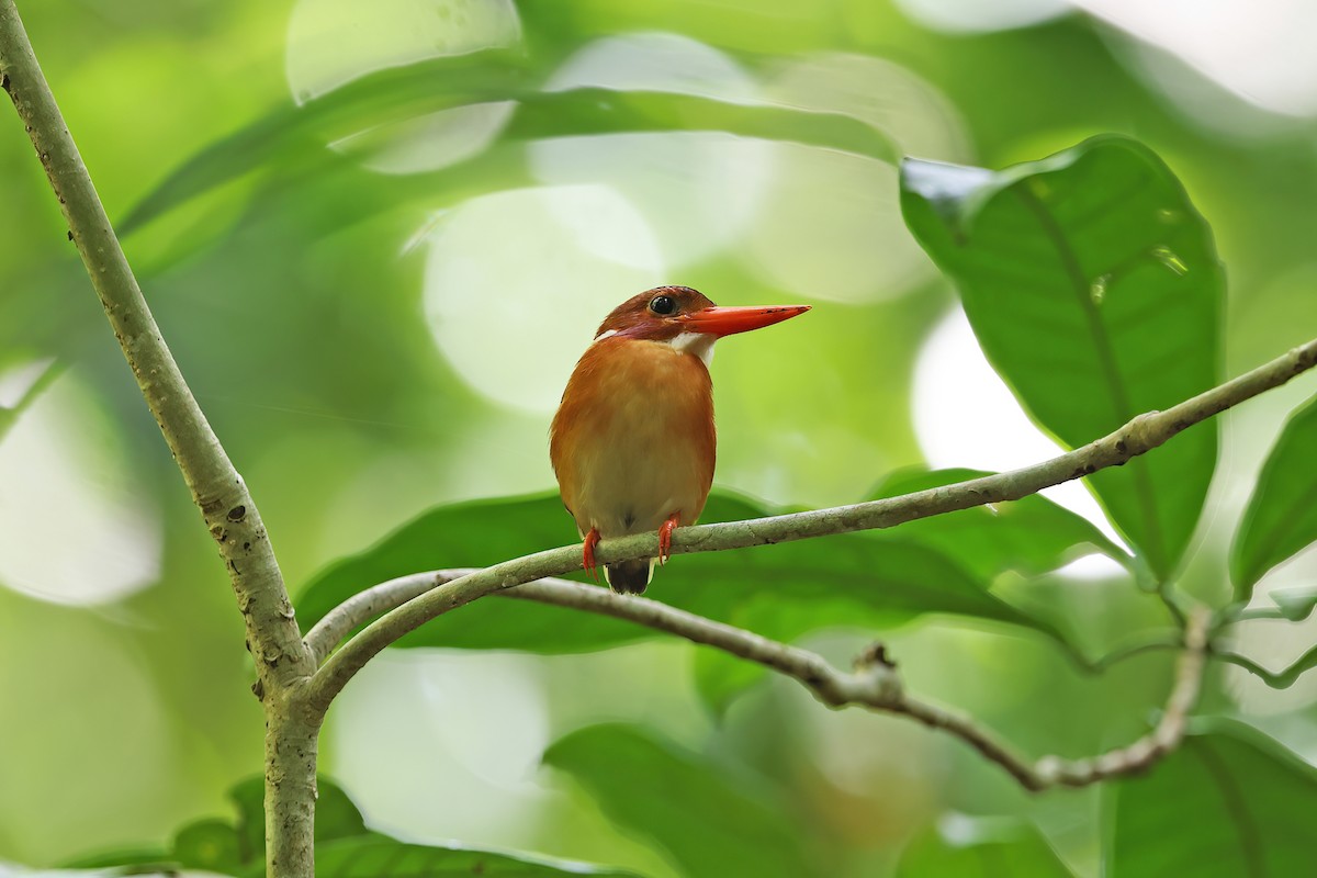 Sulawesi Dwarf-Kingfisher - ML642096948