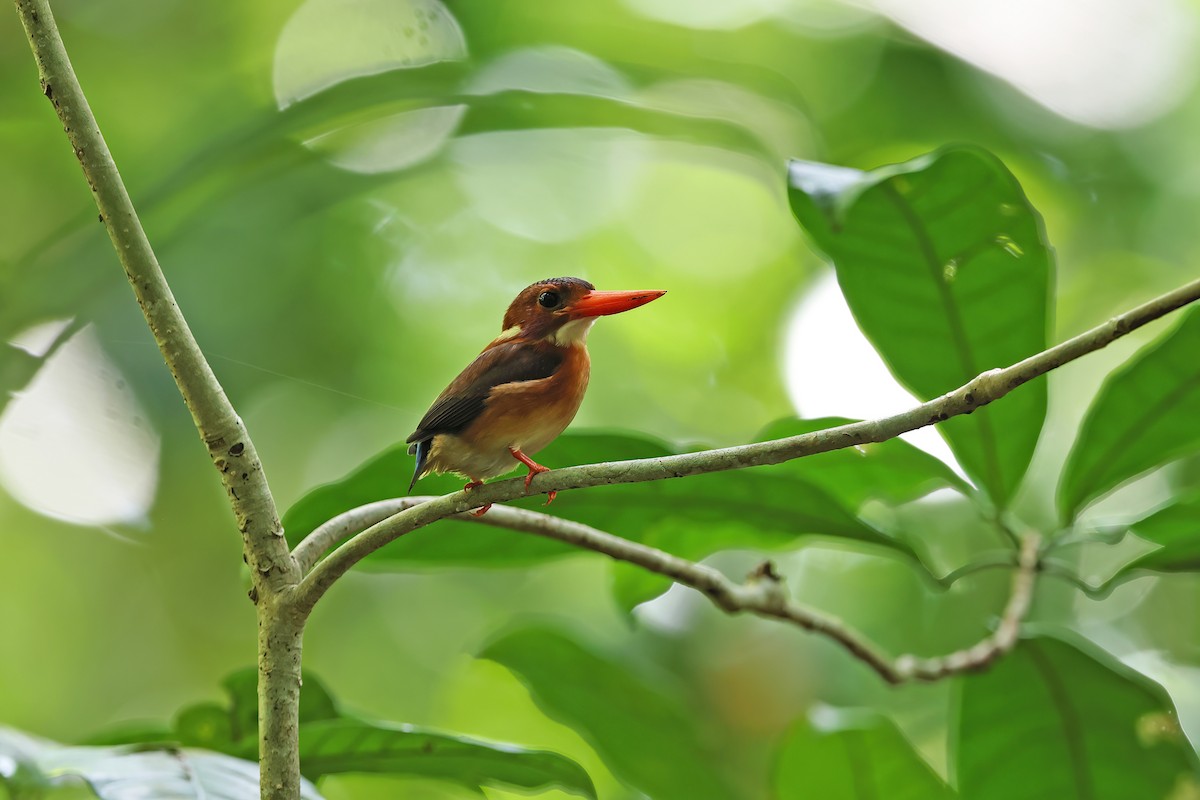 Sulawesi Dwarf-Kingfisher - ML642096949