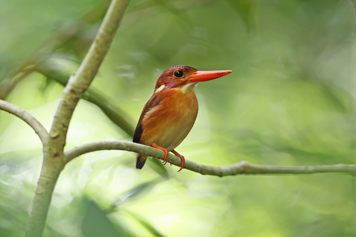 Sulawesi Dwarf-Kingfisher - ML642096950