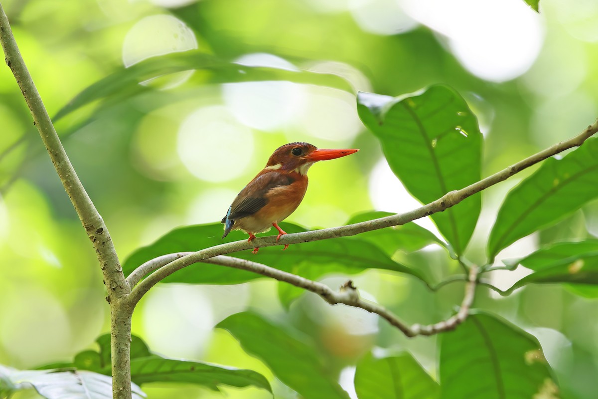 Sulawesi Dwarf-Kingfisher - ML642096951